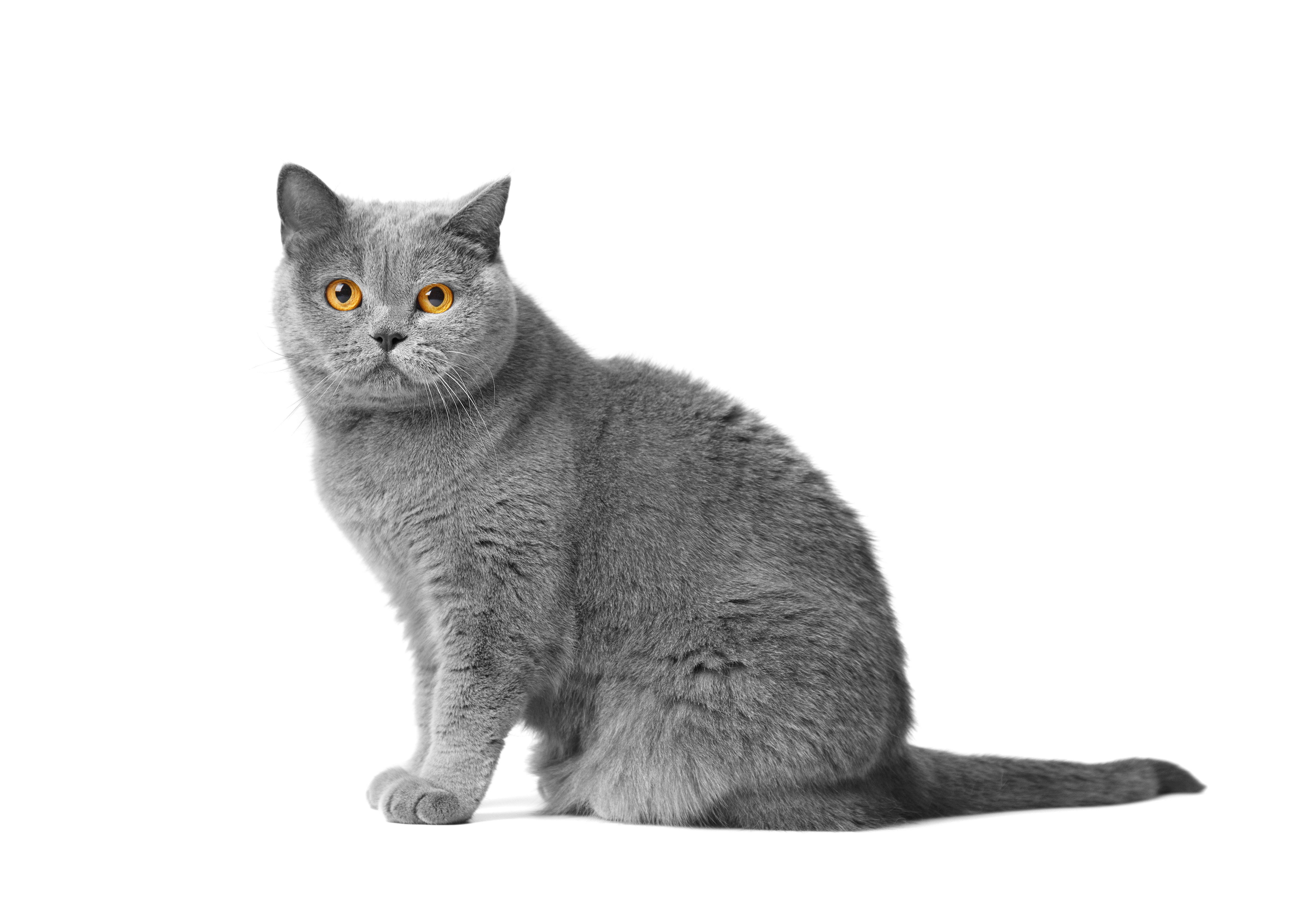 Free british fashion shorthair kittens